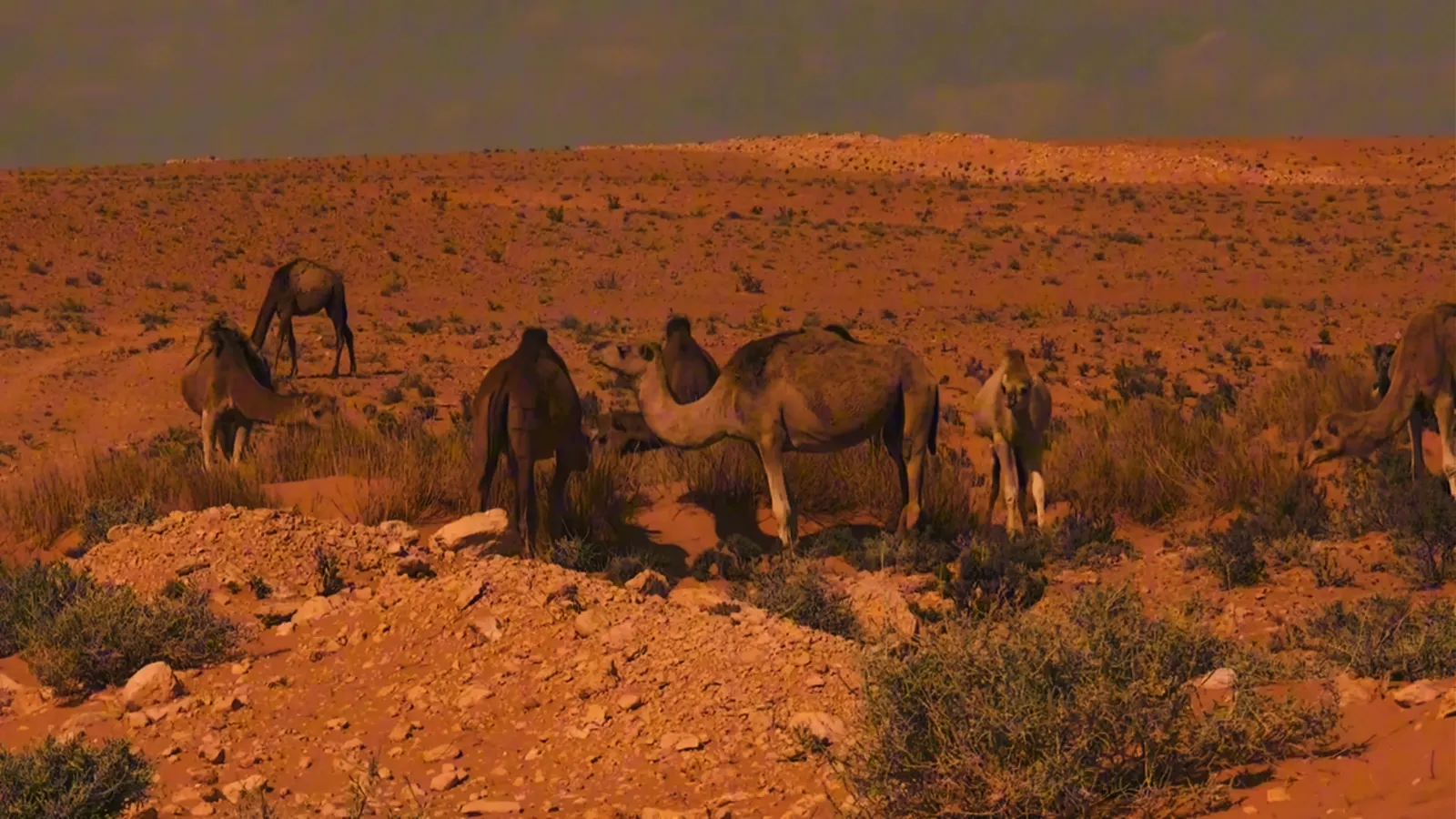 Camels grazing on the red desert plateau of southern Tunisia at golden hour